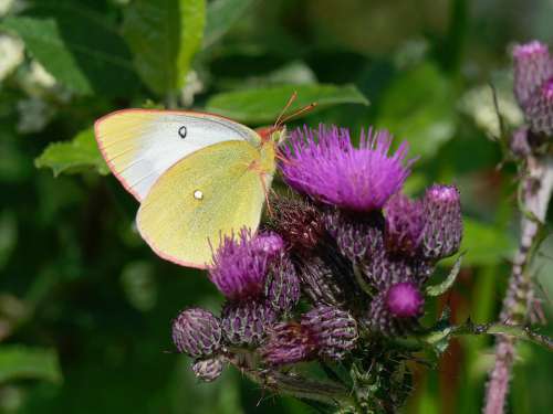Moor Clouded Yellow Thistle Butterfly Close Up
