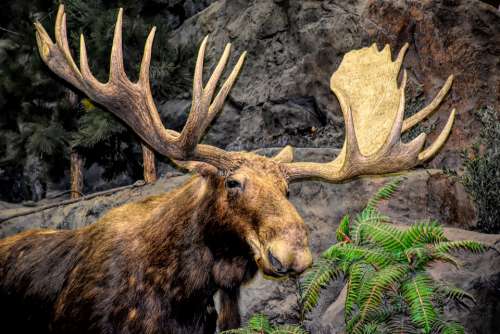 Moose Antlers Animal Elk Mammal Nature Reindeer