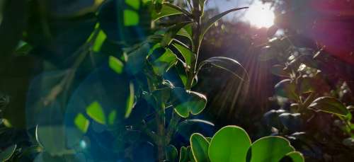 Morning Leaves Sun Lens Flare