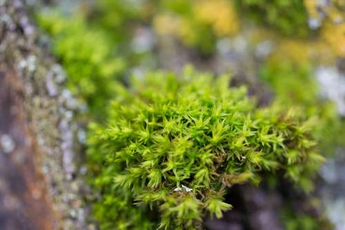 Moss Macro Nature Forest Close Up Plant Flora