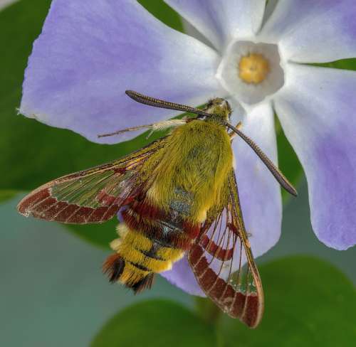 Moth Broad-Bordered-Bee-Hawk-Moth Wings Antenna