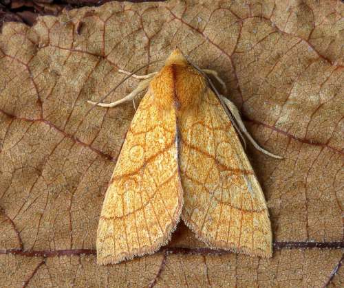 Moth Orange-Sallow Wings Pattern Insect Nature