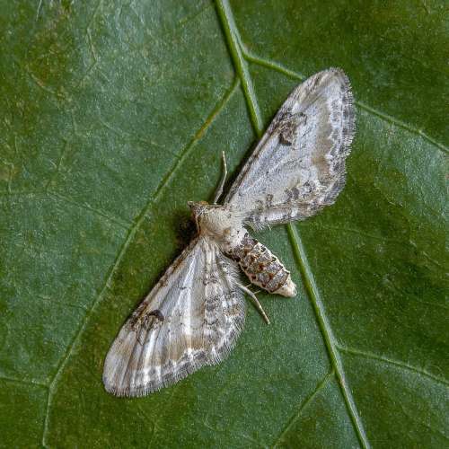 Moth Lime-Speck-Pug Wings Tiny Nature Small