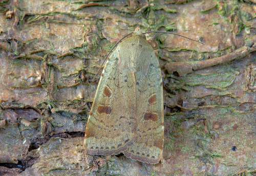 Moth Lesser-Yellow-Underwing Wings Pattern Insect