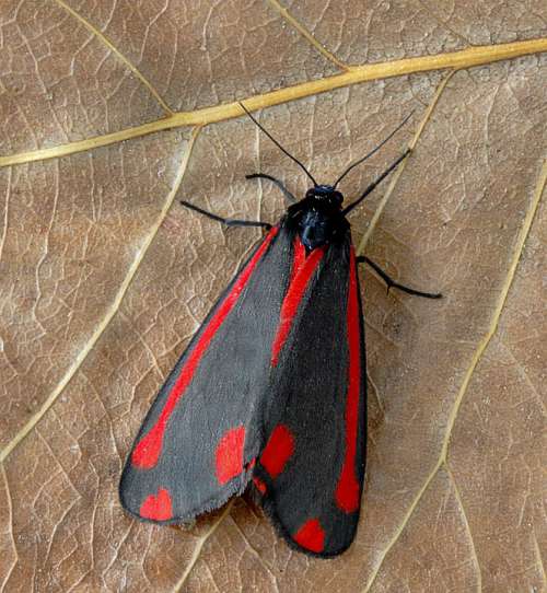 Moth Cinnabar Red Black Pattern Insect Summer Uk