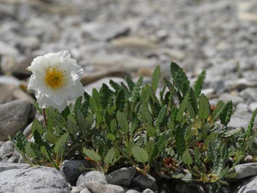 Mountain Avens White Flower Alpine Flower