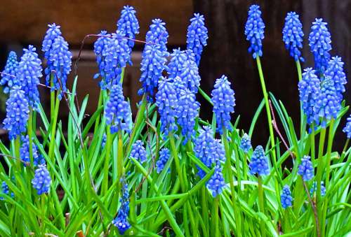 Muscari Blue Flower Spring Blossom Bloom