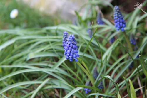 Muscari Bulb Blue Spring Flowers