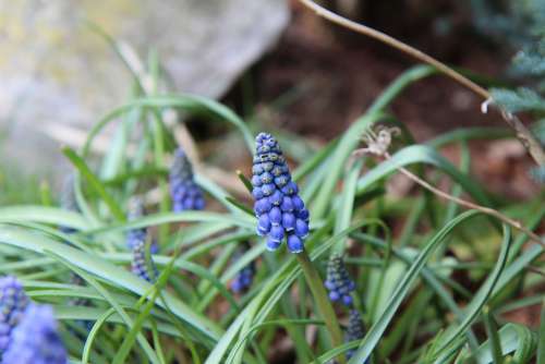 Muscari Bulb Blue Spring Flowers