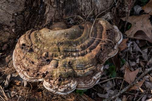 Mushroom Nature Brown Fungus