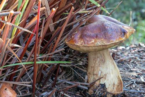 Mushroom Nature Mushrooms Fungus