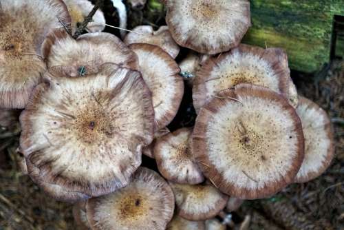 Mushroom Round Nature Forest Eat