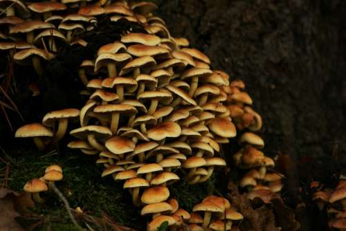 Mushrooms Fungus Mushroom Autumn Field Nature