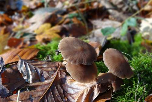 Mushrooms Forest Natural Autumn Skovsvampe