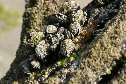 Mussels Shells Sea Algae
