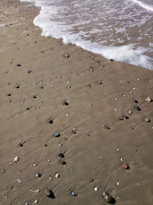 Mussels Beach Shell Sand Sea Nature Water Ocean