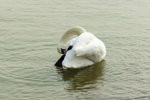 Mute Swan Swan Water Bird Bird White Swim Elegant