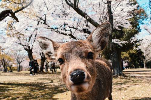 Nara Japan Spring Deer Blossom Cherry Animal Day