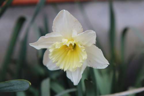 Narcissus Narcissus Yellow Spring Daffodil Flower