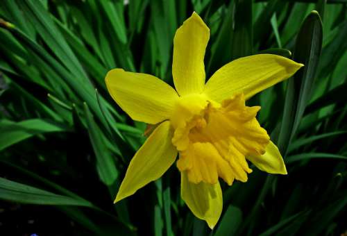 Narcissus Flower Yellow Garden Spring Macro
