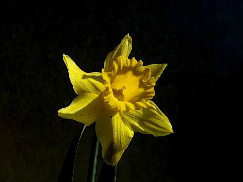 Narcissus Yellow Daffodil Spring Bloom Bright