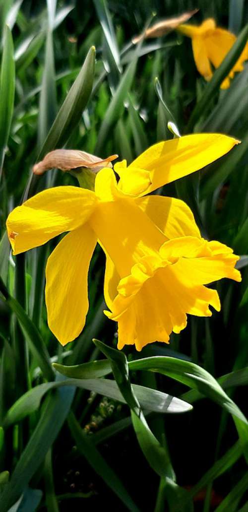 Narcissus Flowers Jellow Petals Plant Garden