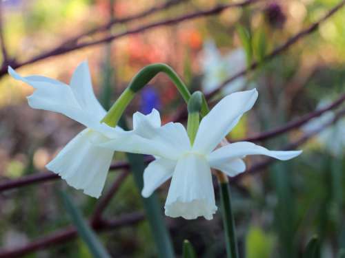 Narcissus White Flowers Spring Spring Flower