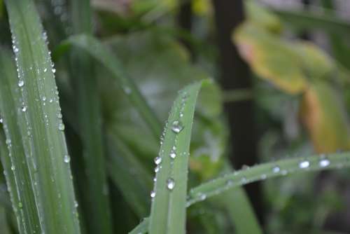 Natural Water Green Life Nature Wet Rain