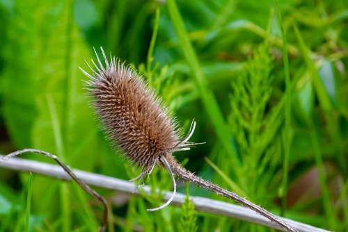 Nature Macro Plant Blossom