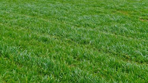 Nature Agriculture Grass Meadow Halme Light Wind