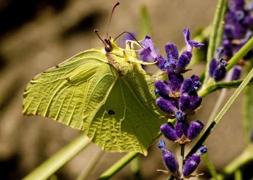 Nature Butterfly Insect Gonepteryx Rhamni Lavender