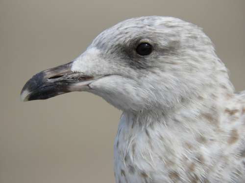 Nature Bird Fauna Animal Gull Eyes