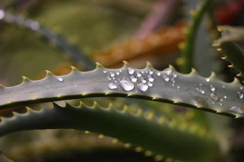 Nature Drops Leaf Droplet Plant Green