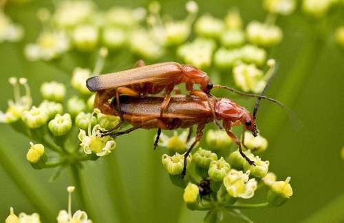 Nature Insect Close Up Flower Love Summer