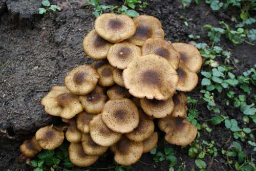 Nature Mushrooms Plant