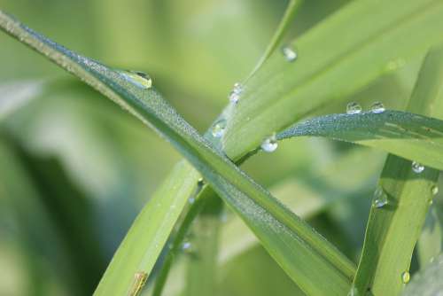 Nature Green Forest Leaves Water Leaf Environment