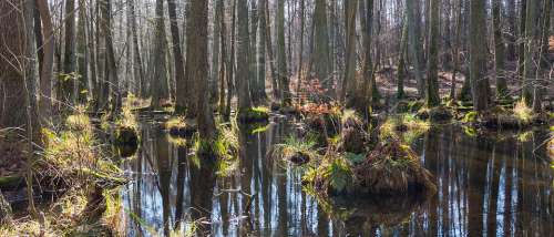 Nature Swamp Landscape Water Forest Trees