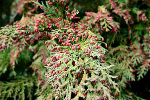 Nature Coniferous Sprig Plant