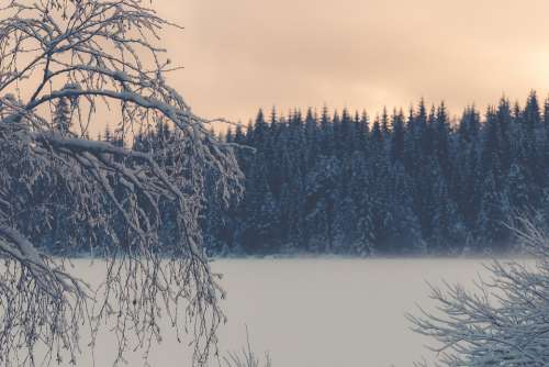 Nature Bergslagen Lake Vintersjö Vinterträd Winter