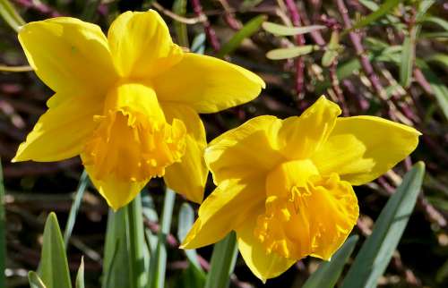 Nature Botany Flowers Daffodils Spring Sun Light