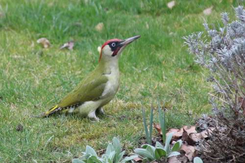 Nature Bird Woodpecker Garden