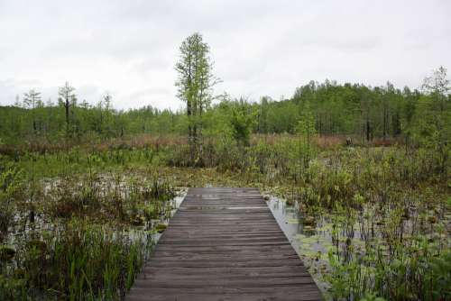 Nature Swamp Peaceful Path Outdoors Now What