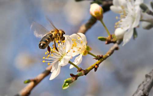 Nature Spring Flower Animal Bee
