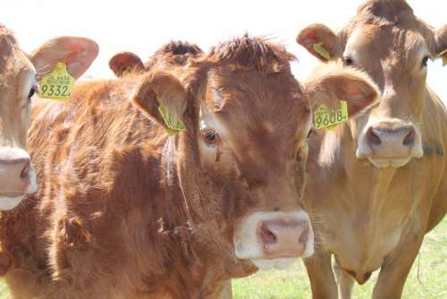 Netherlands Cow Cows Whey Pasture Grass Landscape