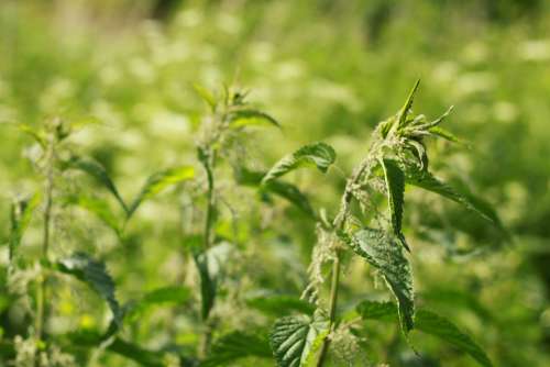 Nettle Grass Summer Medicinal Herbs Greens Bokeh
