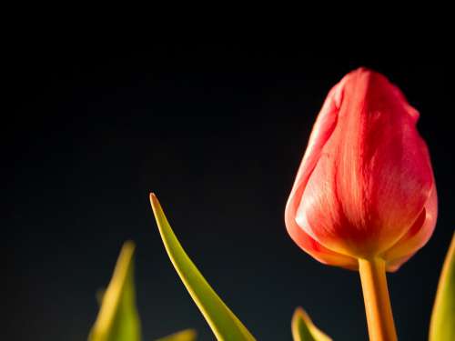 Night Tulip Flowers Plant Romantic Natural Love
