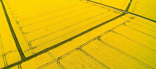 Oilseed Rape Aerial View Agriculture May Spring