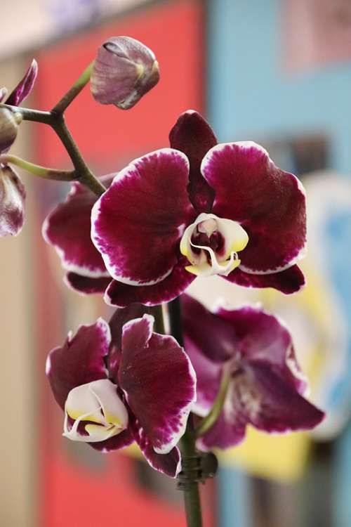 Orchid Flower Purple Plant