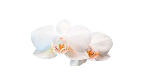 Orchid White Flower Plant Flowers The Petals