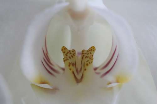 Orchid Macro Phalaenopsis White Orchidaceae